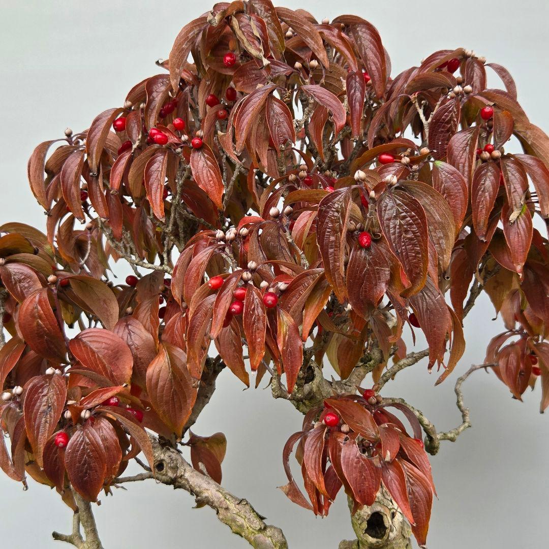 サンシュユ　[株立ち木]　中品盆栽