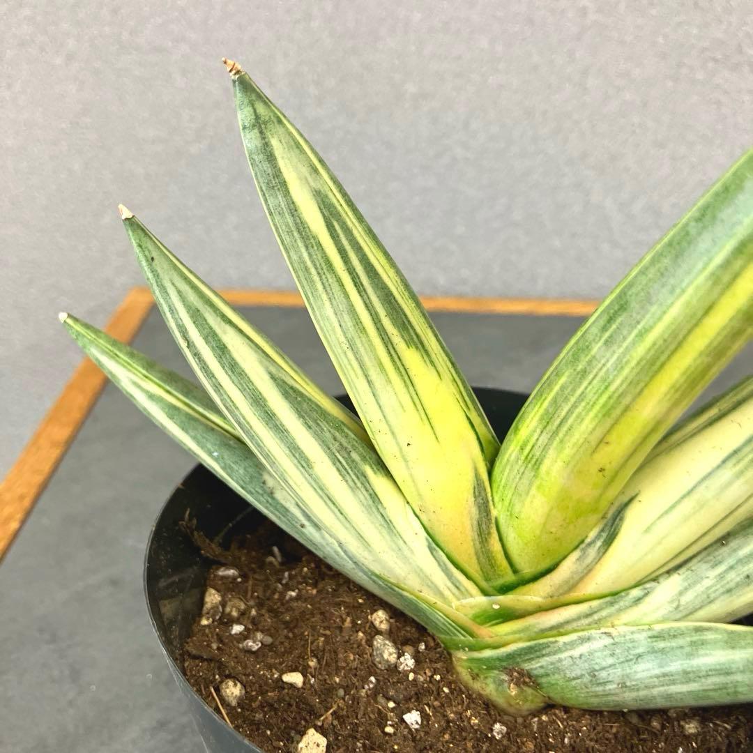 超絶希少❗️サンスベリア　雪女✨