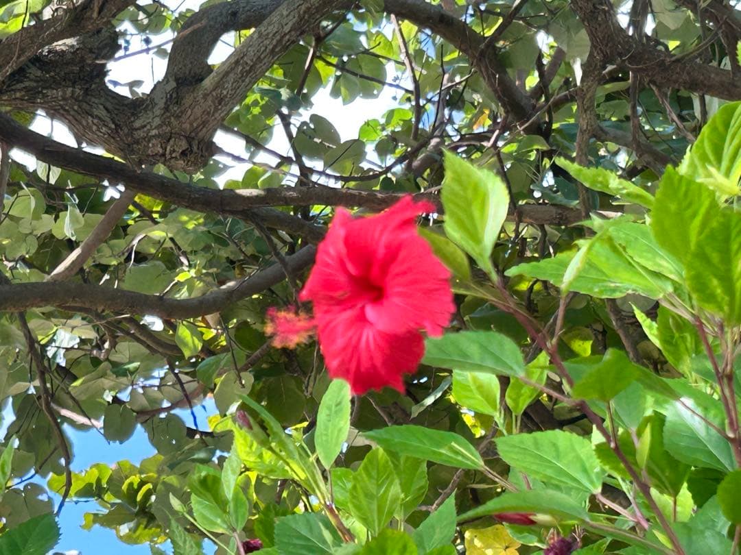 たまゆら様猫足バスタブ