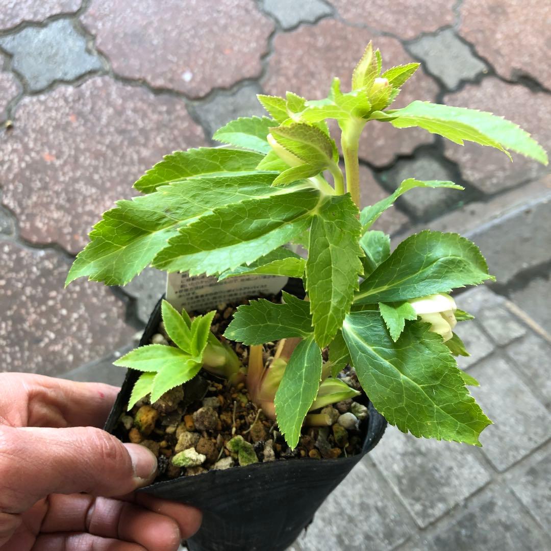 新潟ハイブリッド クリスマスローズ 11ポットセット お買い得です レア品種