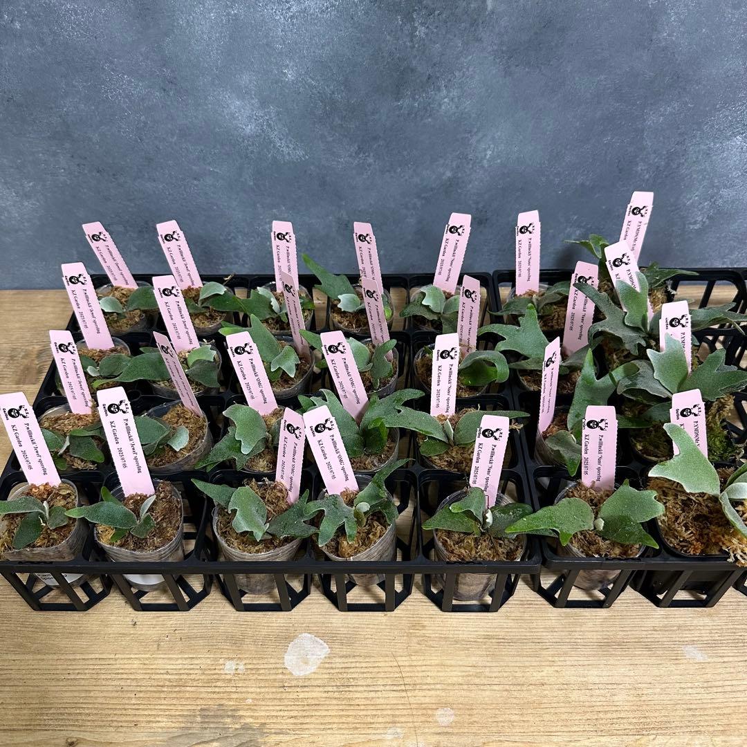 【すー】24株+4株