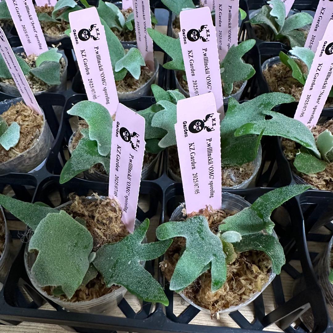 【すー】24株+4株