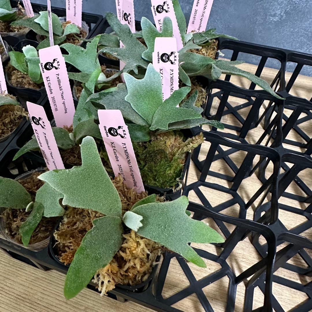 【すー】24株+4株