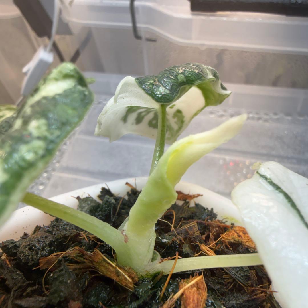 ティファニー アロカシア メロ アルボ