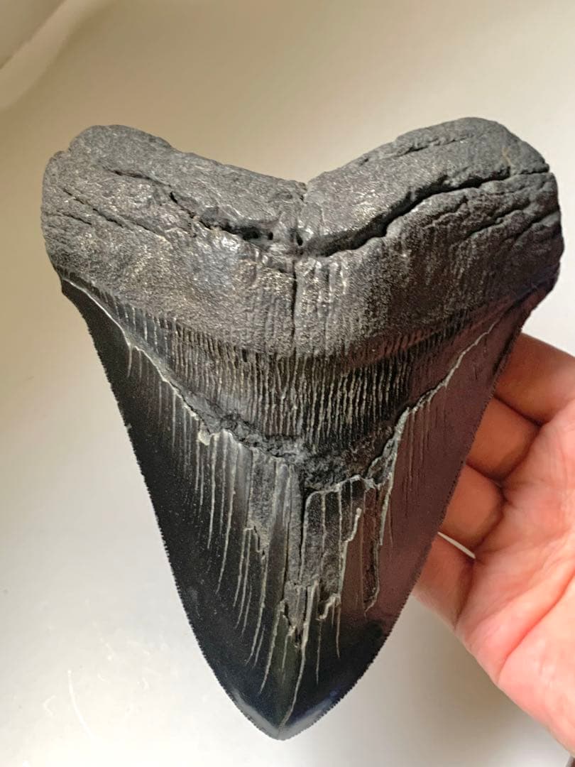 最大級　メガロドン　化石　サメの歯　463g　隕石　恐竜　爪　牙　三葉虫　骨
