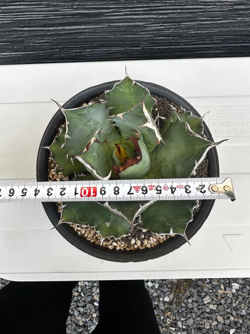 アガベ チタノタ バリエム鉢LL付き