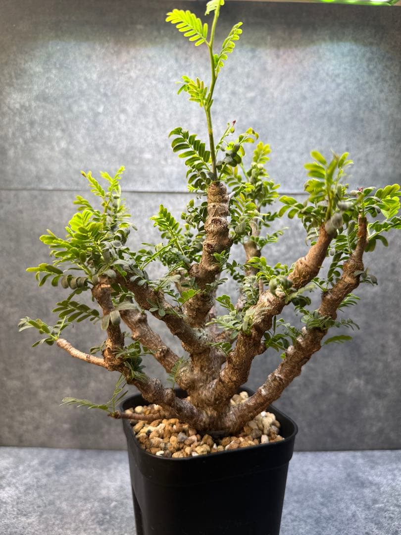 センナ　メリディオナリス　海外実生　発根済み　429