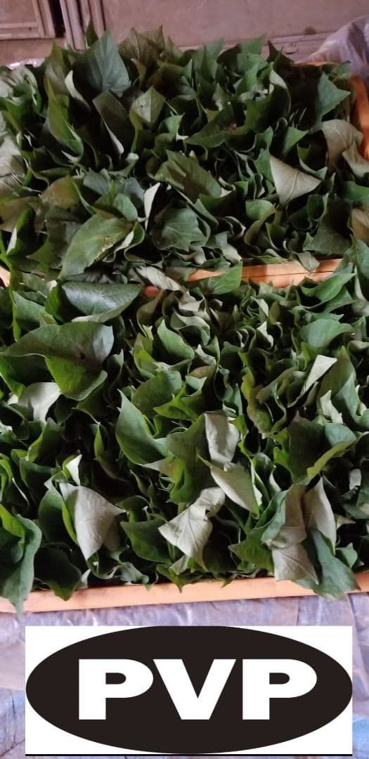 きたのもり様2000本5月23日発送分茨城県産紅はるかさつまいも苗ウイルスフリー