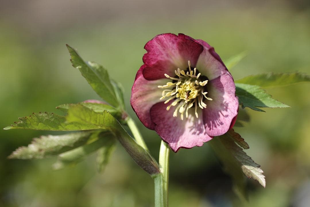 クリスマスローズ 開花実績株 SSピンクバイカラー