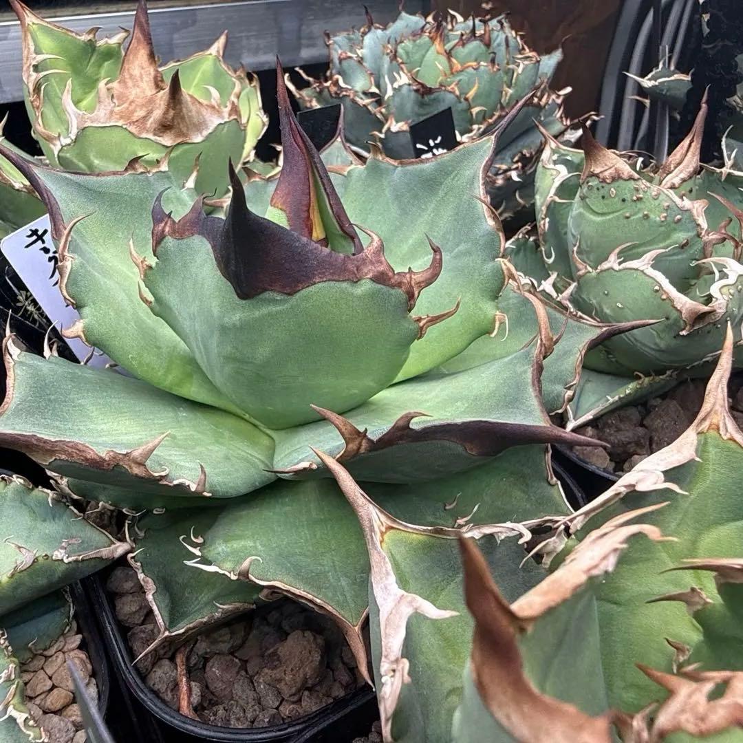 アガベ チタノタ　キングアーサー　子株