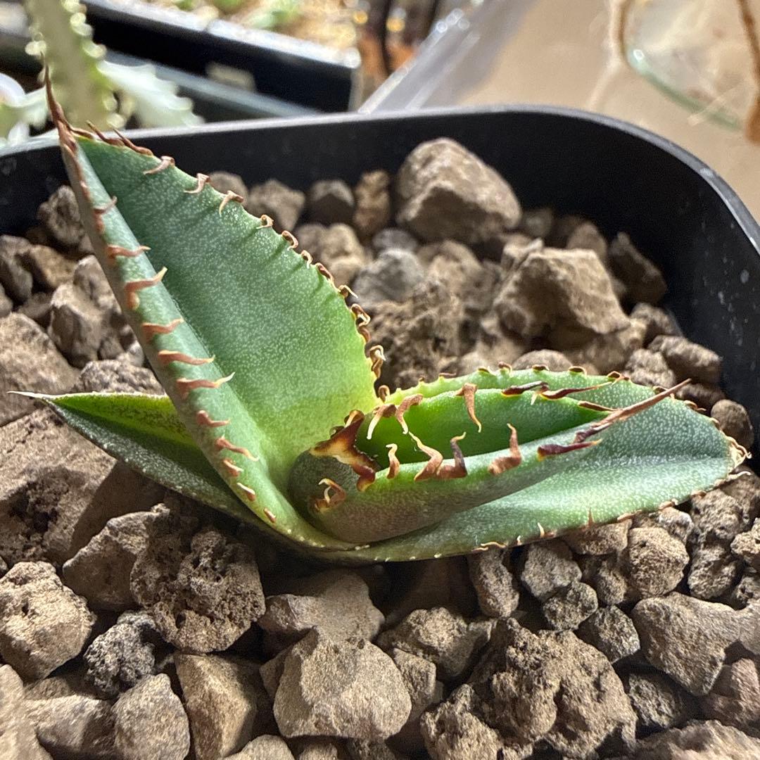 アガベ チタノタ　キングアーサー　子株