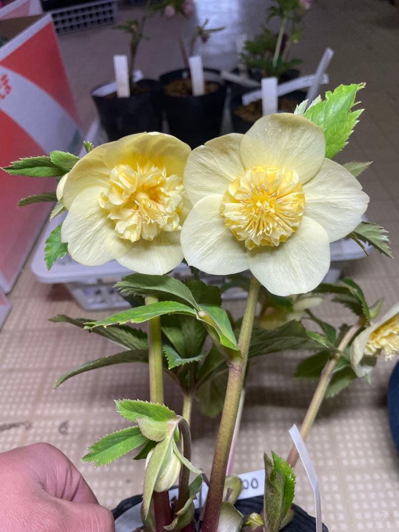 加藤農園 イエロー系 かわいい クリスマスローズ