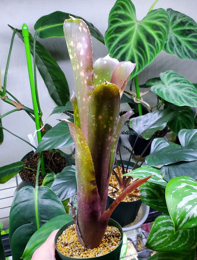 ビルベルギア ハレルヤ タンクブロメリア 観葉植物 Billbergia