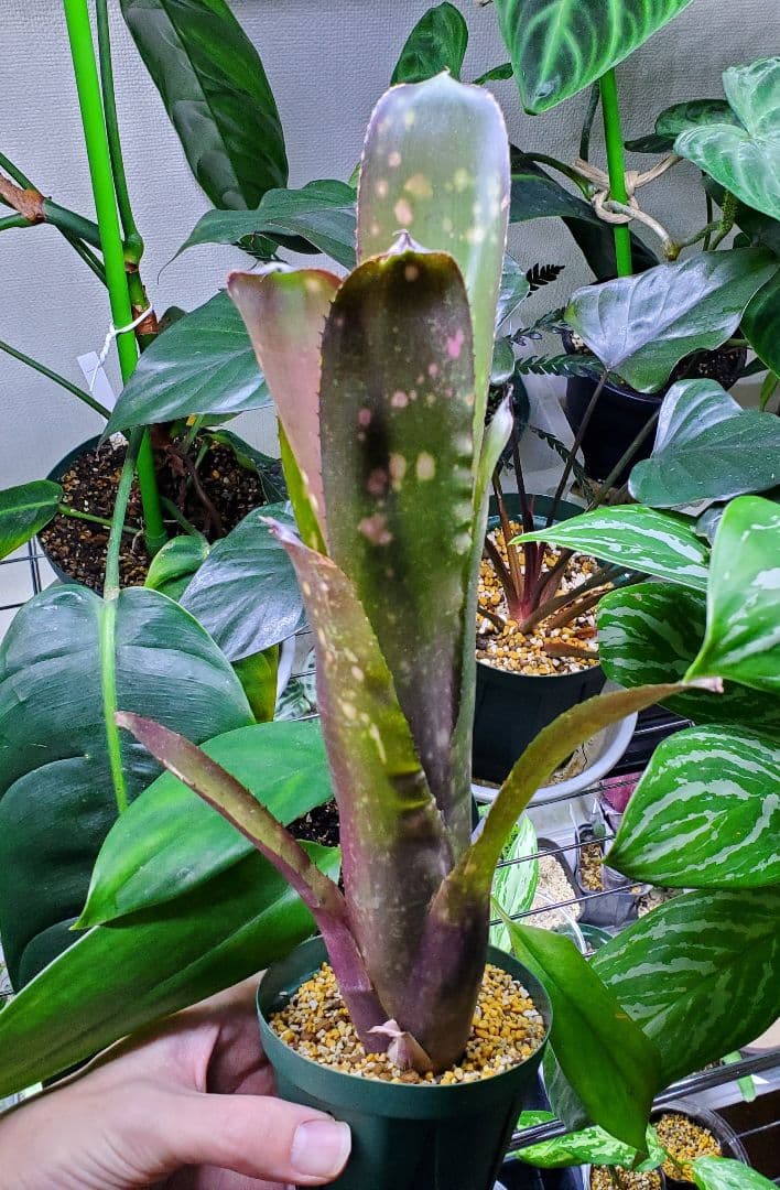 ビルベルギア ハレルヤ タンクブロメリア 観葉植物 Billbergia