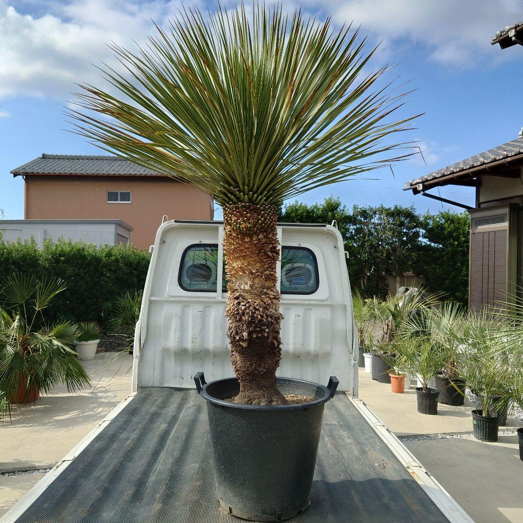 ユッカ ロストラータ 《Lサイズ・H=約1.55m・約48kg》304