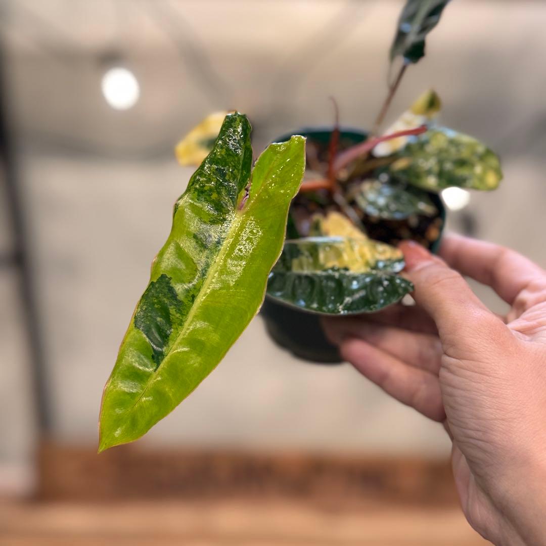 32 フィロデンドロン　ビレッタエ　斑入り　ビレッティア