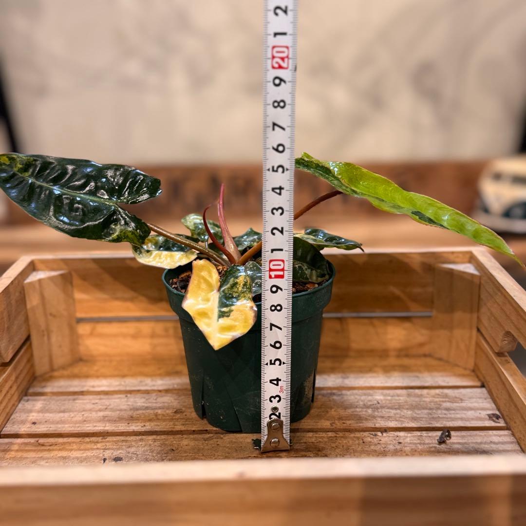 32 フィロデンドロン　ビレッタエ　斑入り　ビレッティア