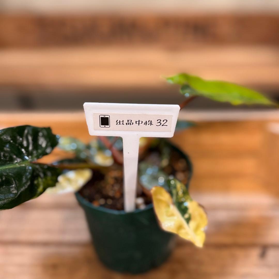 32 フィロデンドロン　ビレッタエ　斑入り　ビレッティア