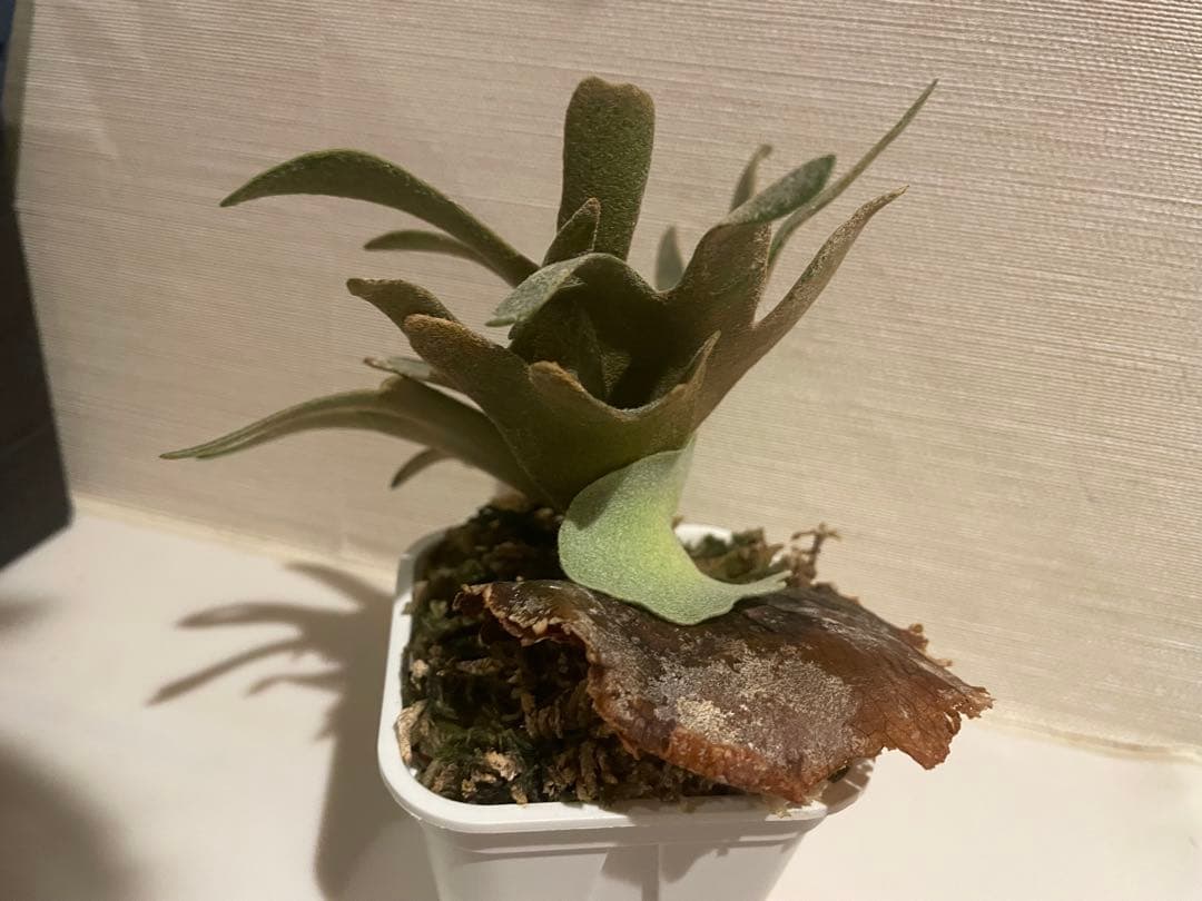 ビカクシダ P.willinckii OMG 3鉢セット