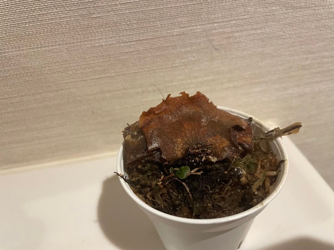 ビカクシダ P.willinckii OMG 3鉢セット