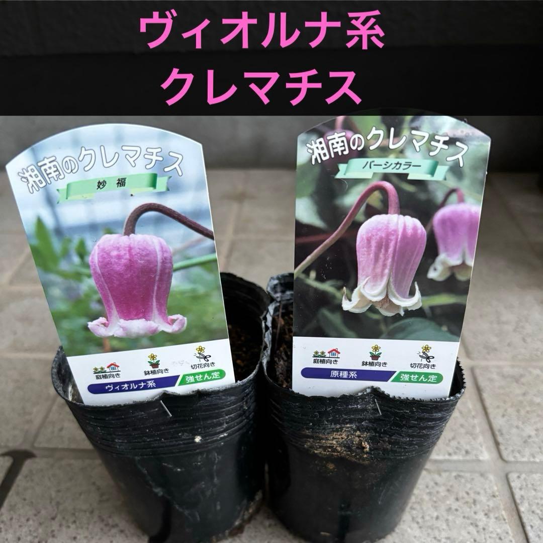 生花　クレマチス苗　バーシーカラー　クレマチス　妙福　宿根草　花苗　多年草　壺型