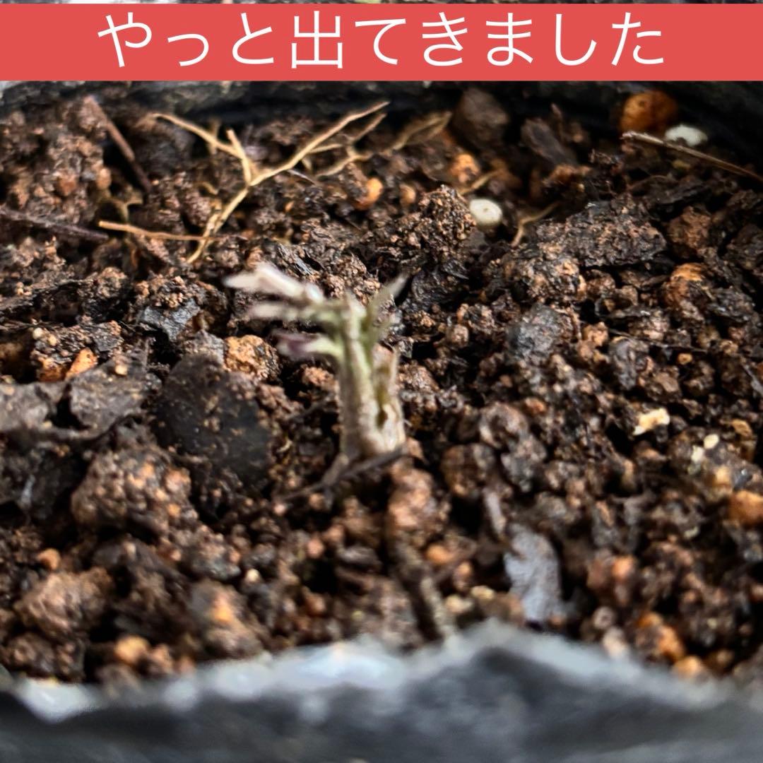 生花　クレマチス苗　バーシーカラー　クレマチス　妙福　宿根草　花苗　多年草　壺型