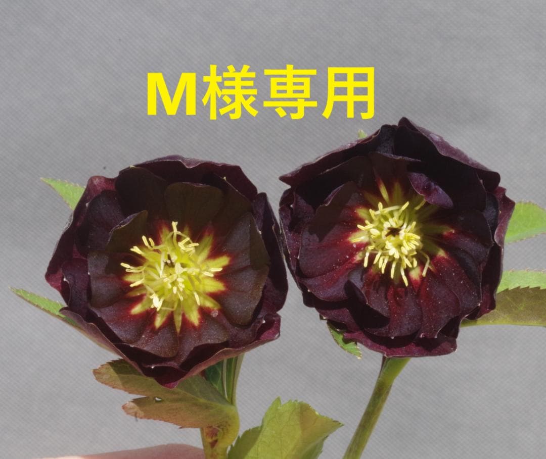 7648 認定！　キラメキ・チョコレート　クリスマスローズ開花　加藤農園