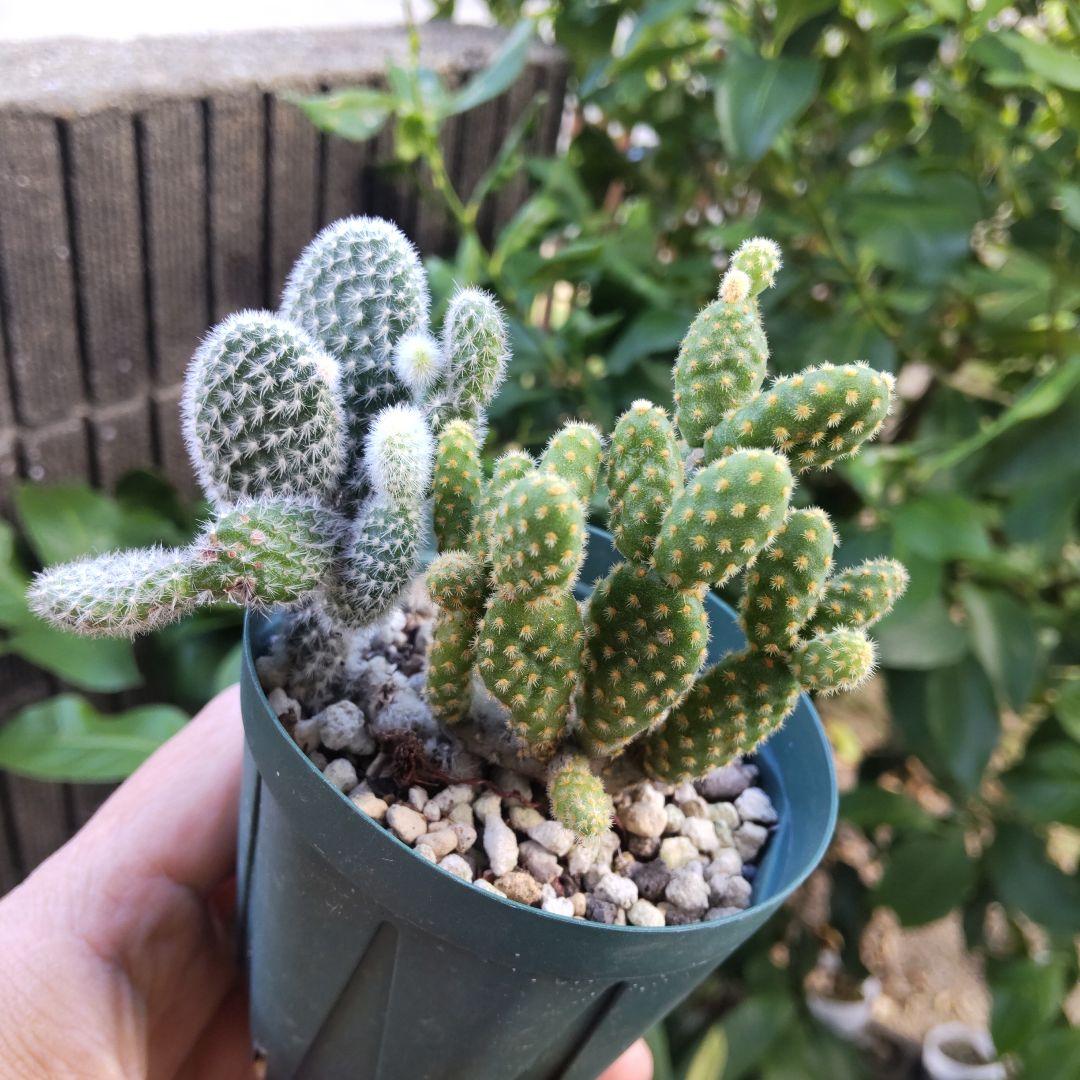 うさぎちゃんの耳 ⭐️バニーカクタス キンエボシ⭐️サボテン 多肉 抜き苗