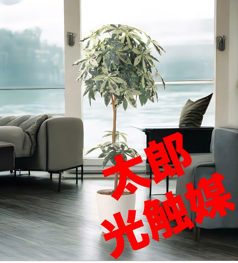 光触媒　人工観葉植物　ウォールグリーン　フェイクグリーン　ミルキーパキラ1.6