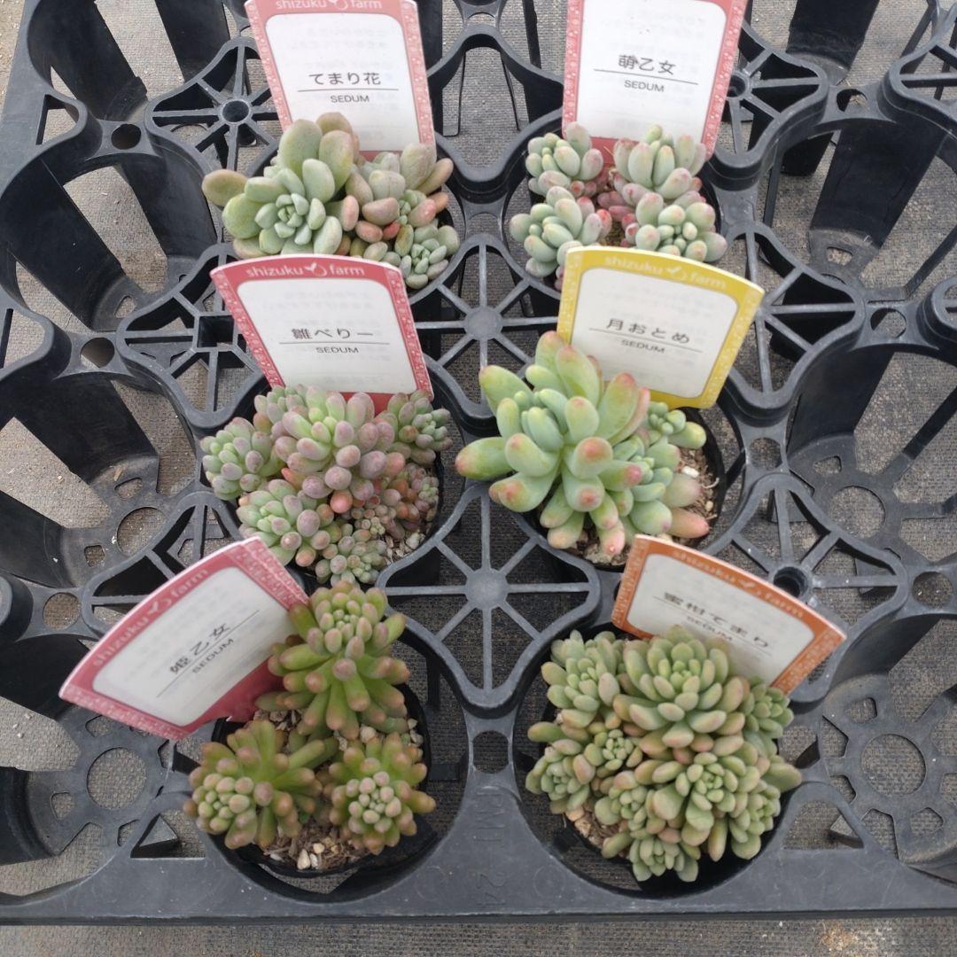 きちくらさん専用