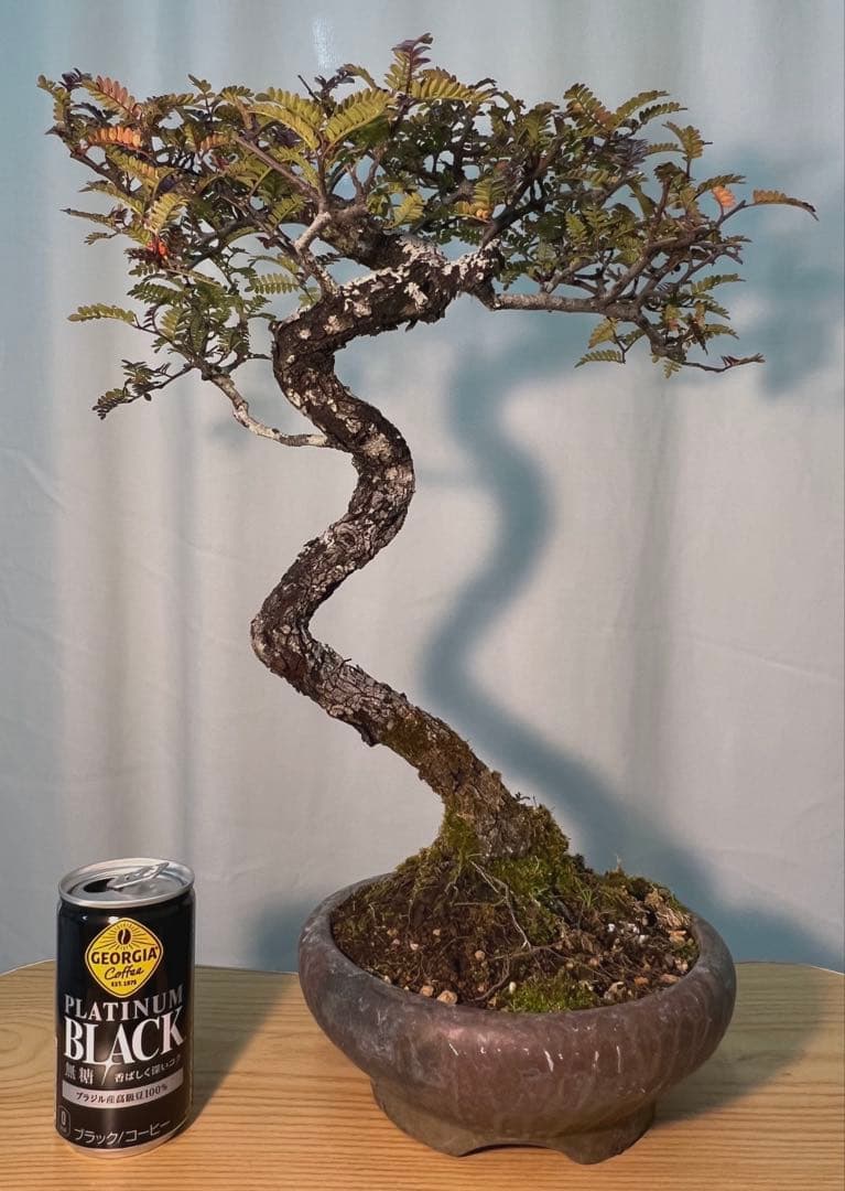 古木　天皇梅　磯山椒　文人木