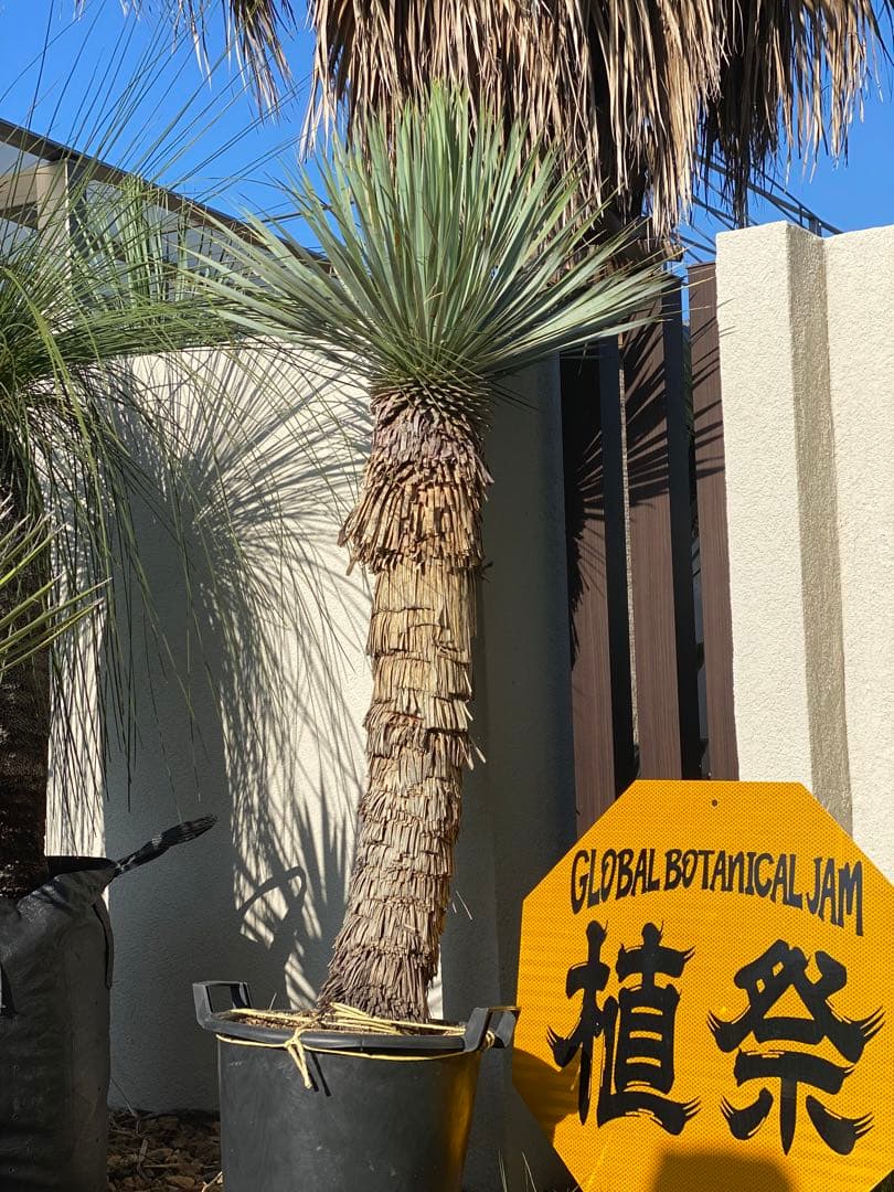 ユッカ　ロストラータ