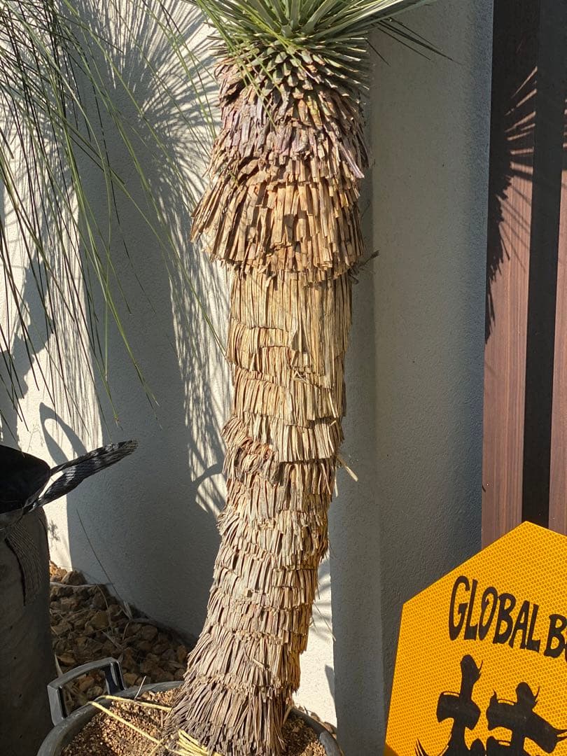 ユッカ　ロストラータ