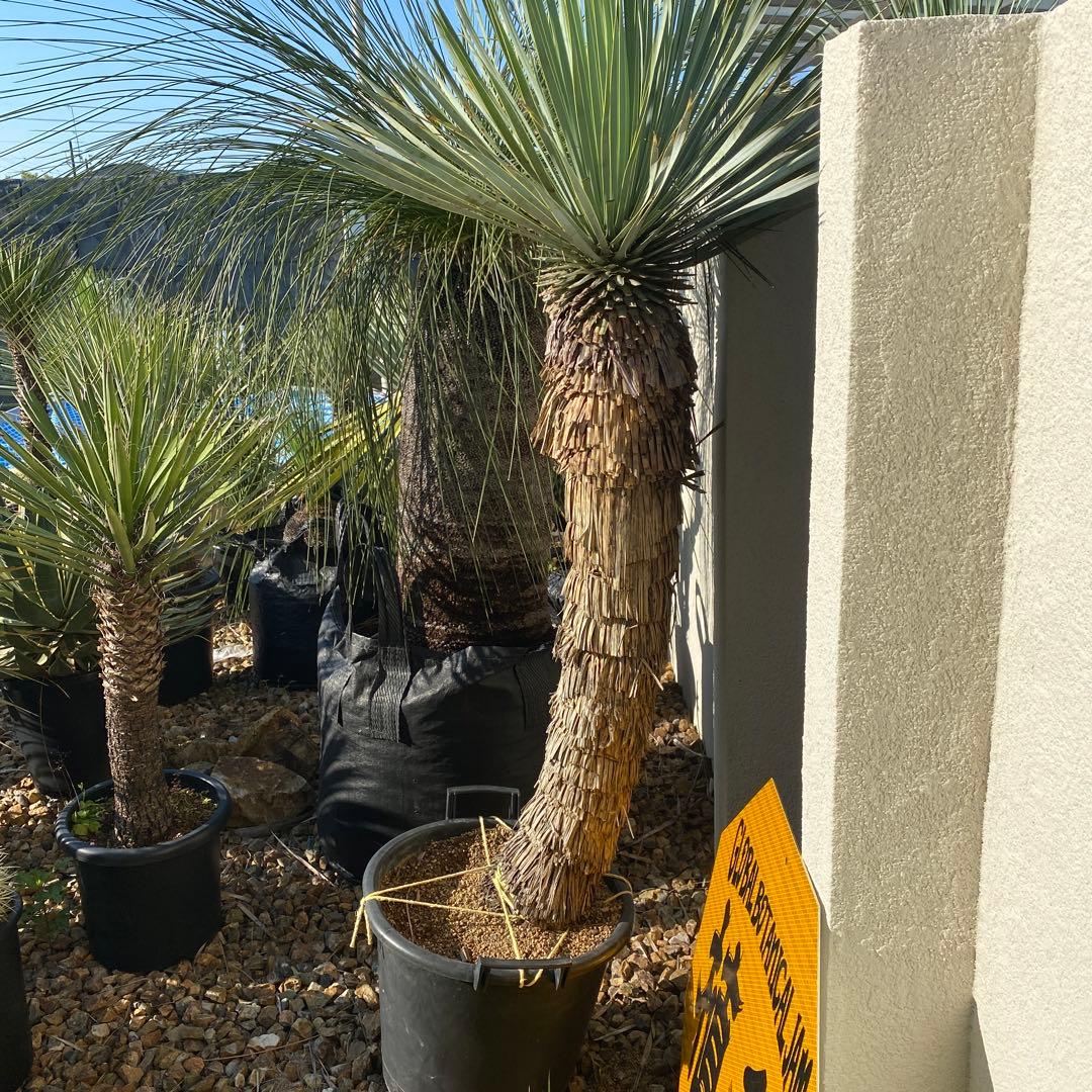 ユッカ　ロストラータ