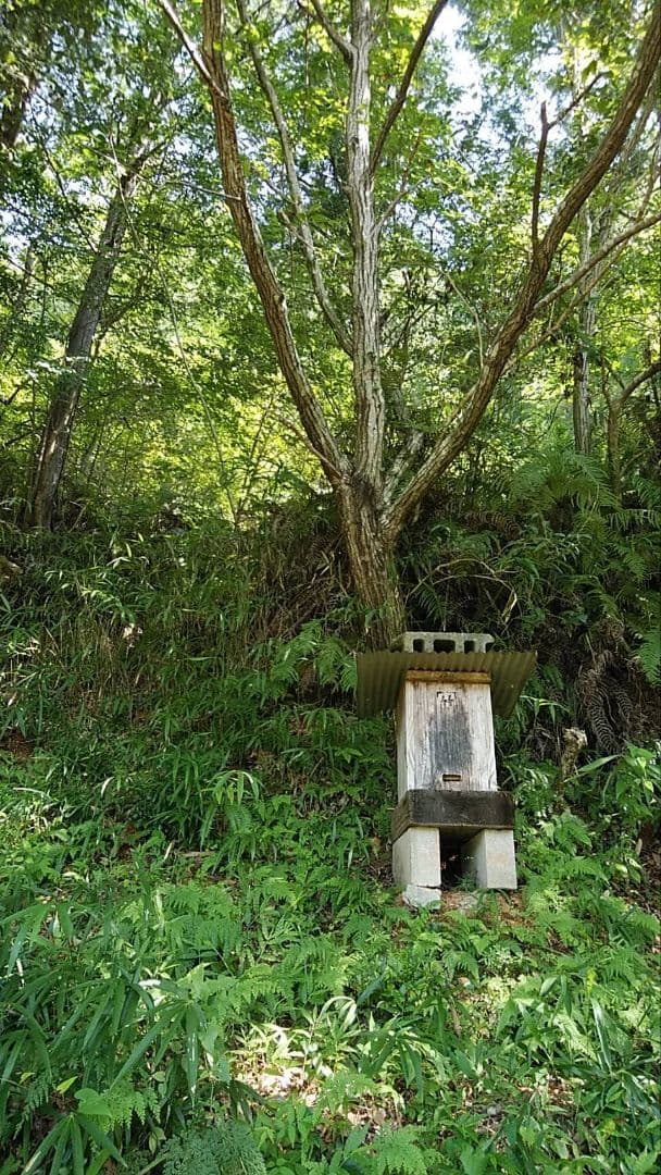 日本ミツバチ 蜂蜜 令和7年度 採れたて　たれ蜜　2年もの600g×2 非加熱