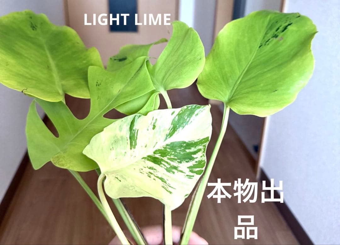 「超激レア」モンステラ　ライトライム　Light Lime フルムーン遺伝安定