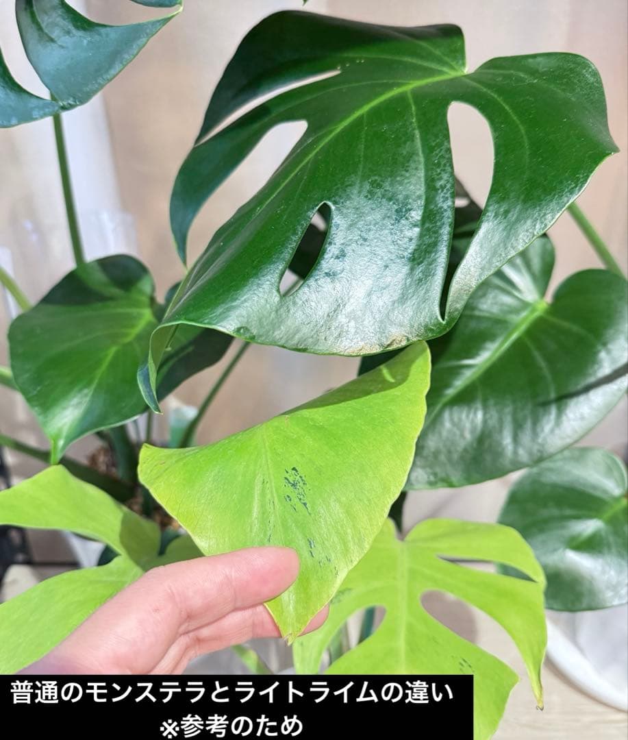 「超激レア」モンステラ　ライトライム　Light Lime フルムーン遺伝安定