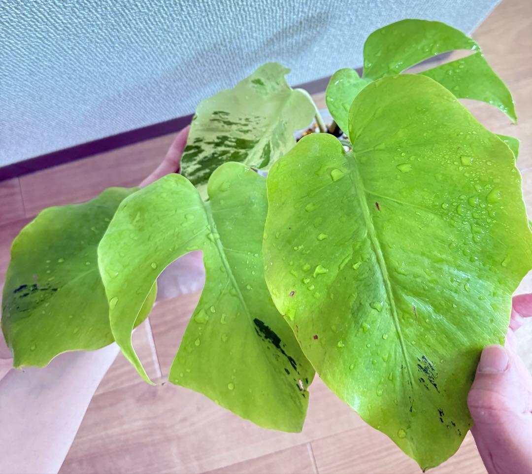 「超激レア」モンステラ　ライトライム　Light Lime フルムーン遺伝安定