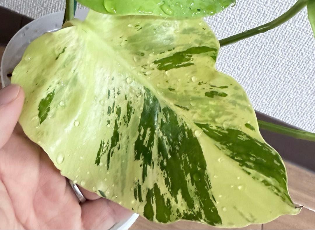 「超激レア」モンステラ　ライトライム　Light Lime フルムーン遺伝安定