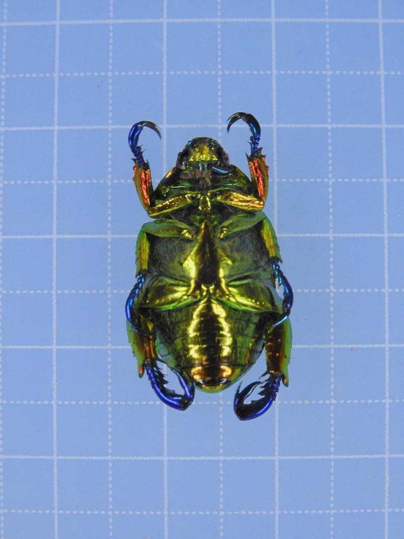 標本 Brazil Pelidnota cyanitarsis 20mm