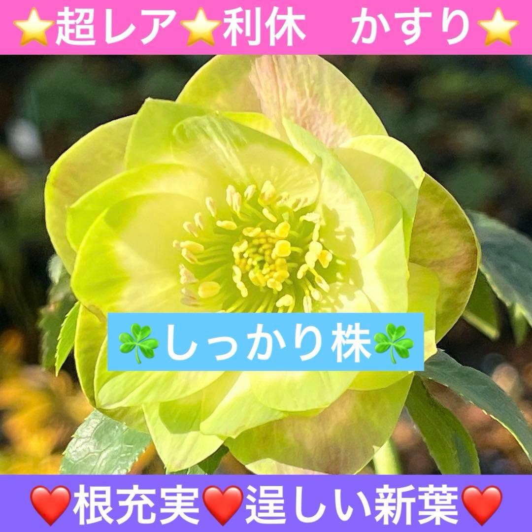 ヒ*イ様 ☘️しっかり株☘️❤️根充実❤️逞しい新葉❤️3204⭐️超レア⭐️利