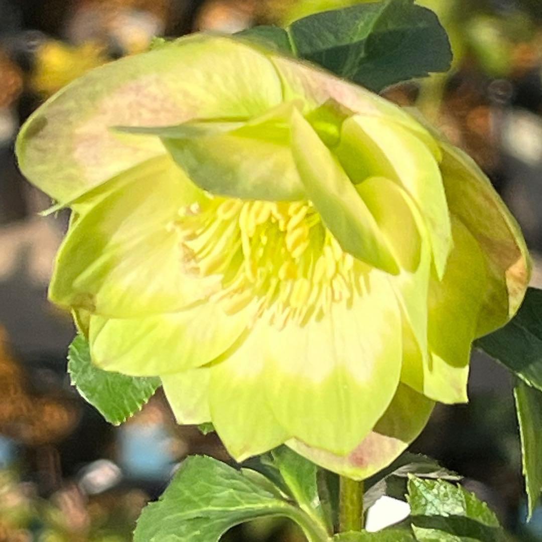 ヒ*イ様 ☘️しっかり株☘️❤️根充実❤️逞しい新葉❤️3204⭐️超レア⭐️利