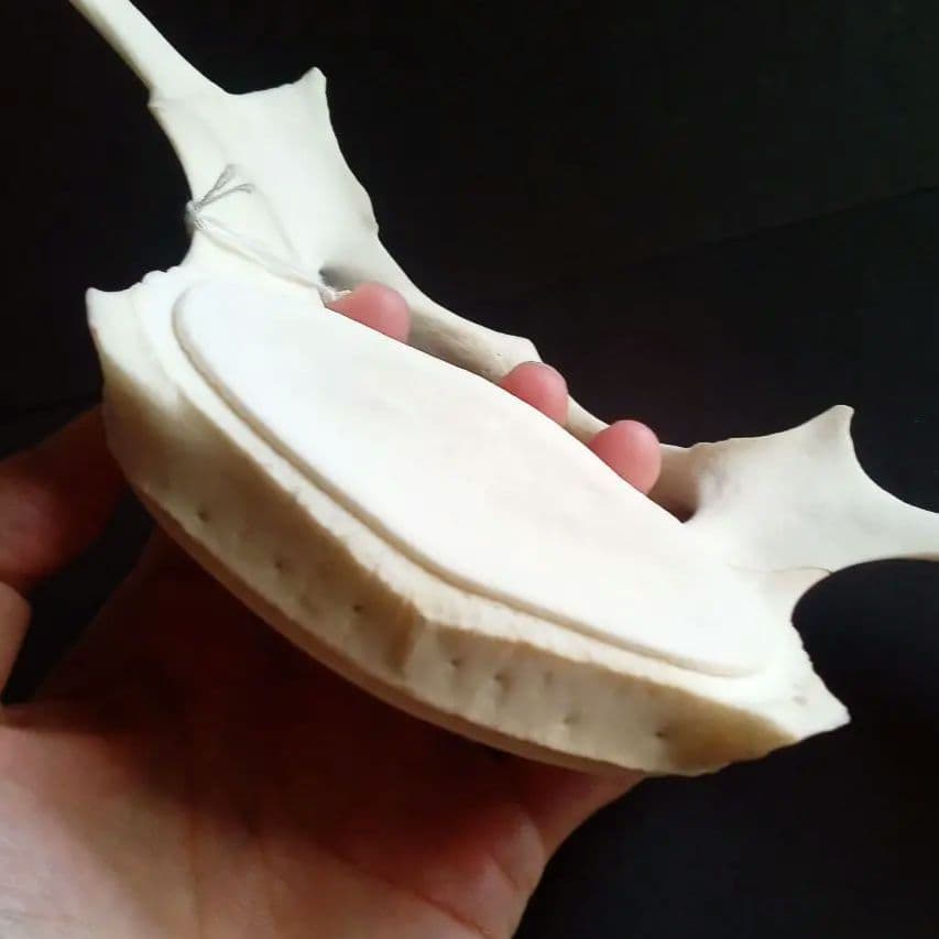 骨格標本　ヒゲクジラ　ミンククジラ　椎骨　特大