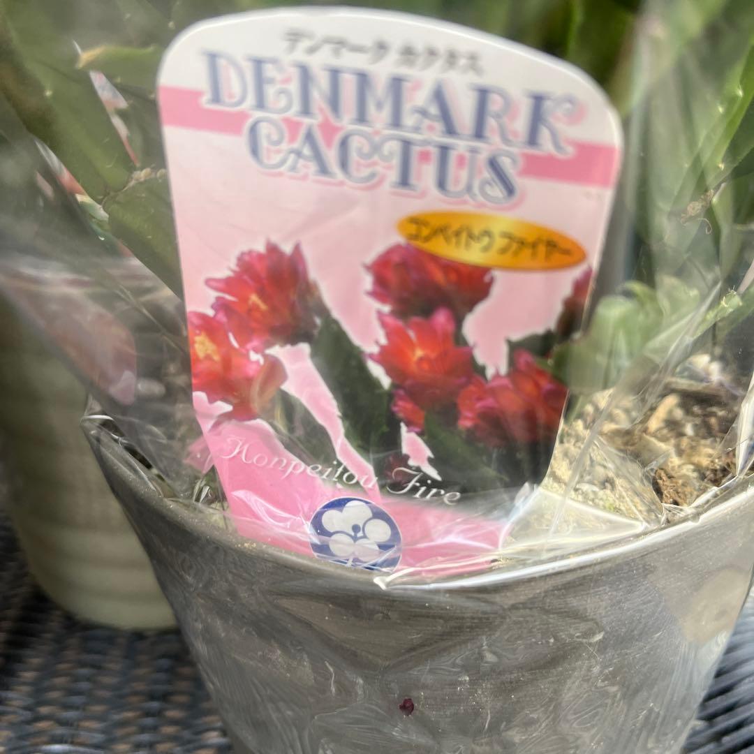 りんご　シャコバサボテン　コンペイトウファイヤー　シクラメン　レジーナ