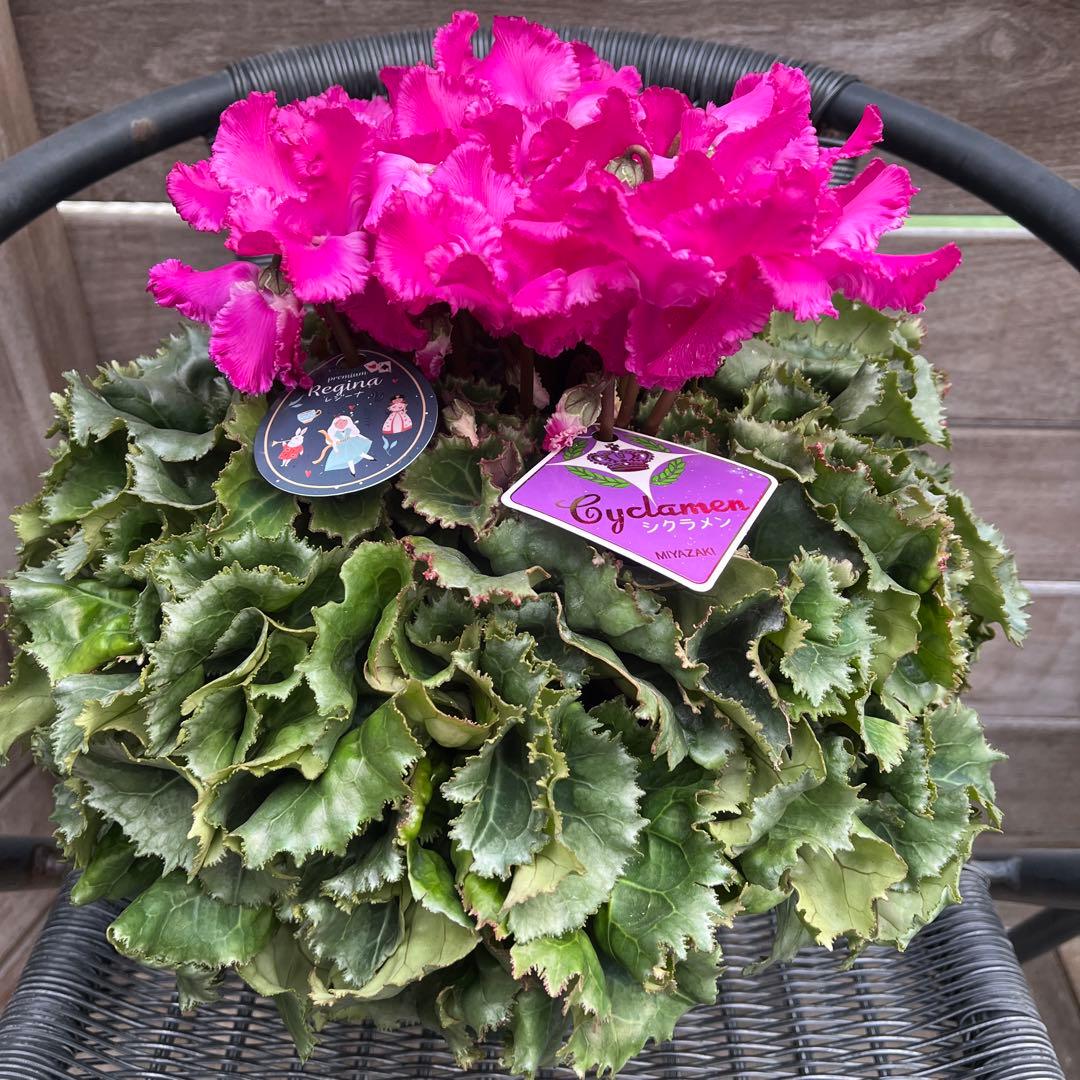 りんご　シャコバサボテン　コンペイトウファイヤー　シクラメン　レジーナ