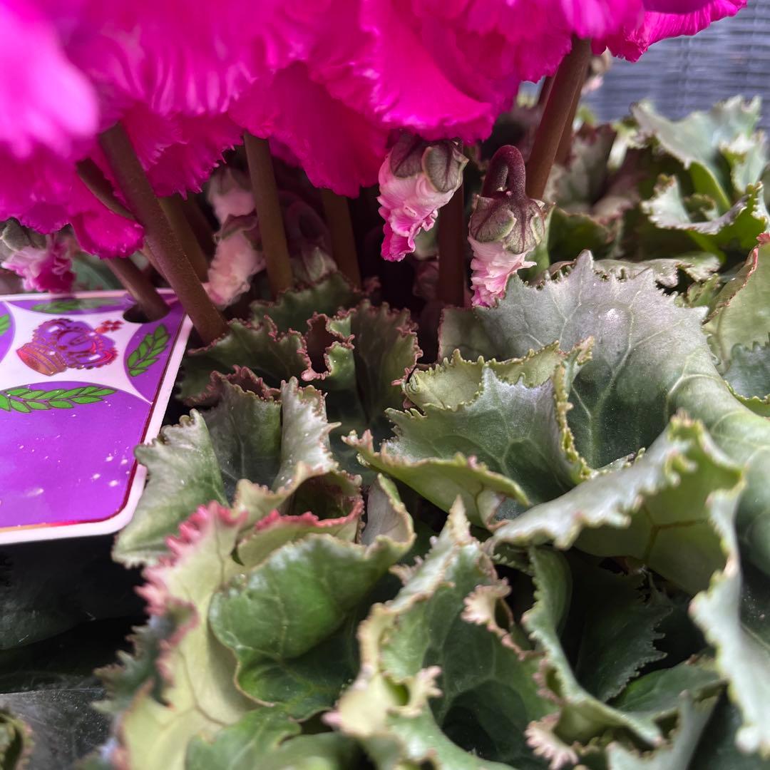 りんご　シャコバサボテン　コンペイトウファイヤー　シクラメン　レジーナ