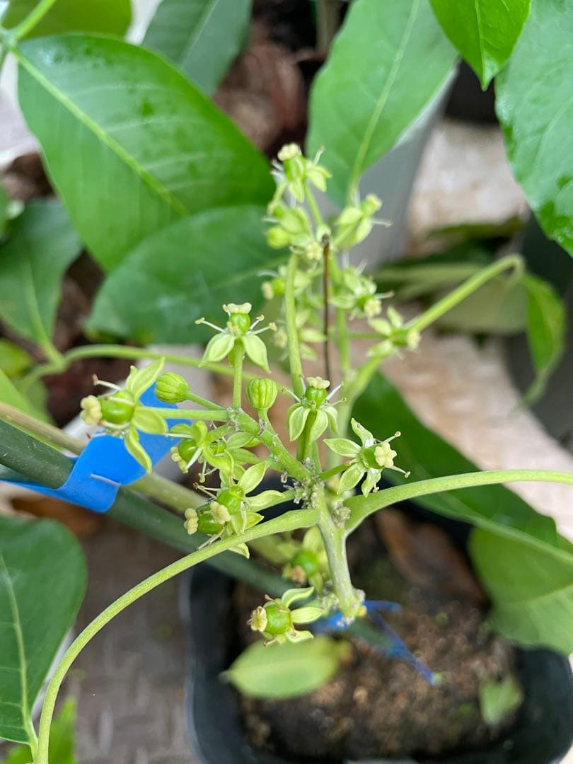 ホワイトサポテ　ルーク　花芽付き