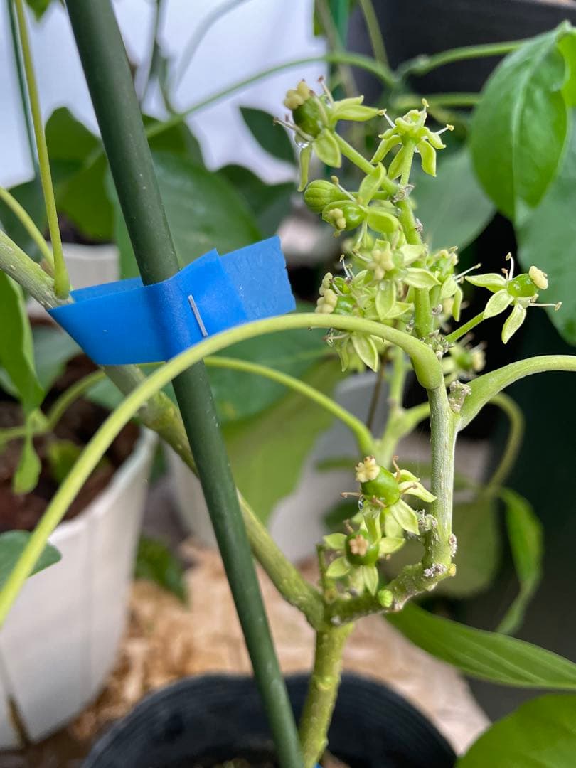 ホワイトサポテ　ルーク　花芽付き