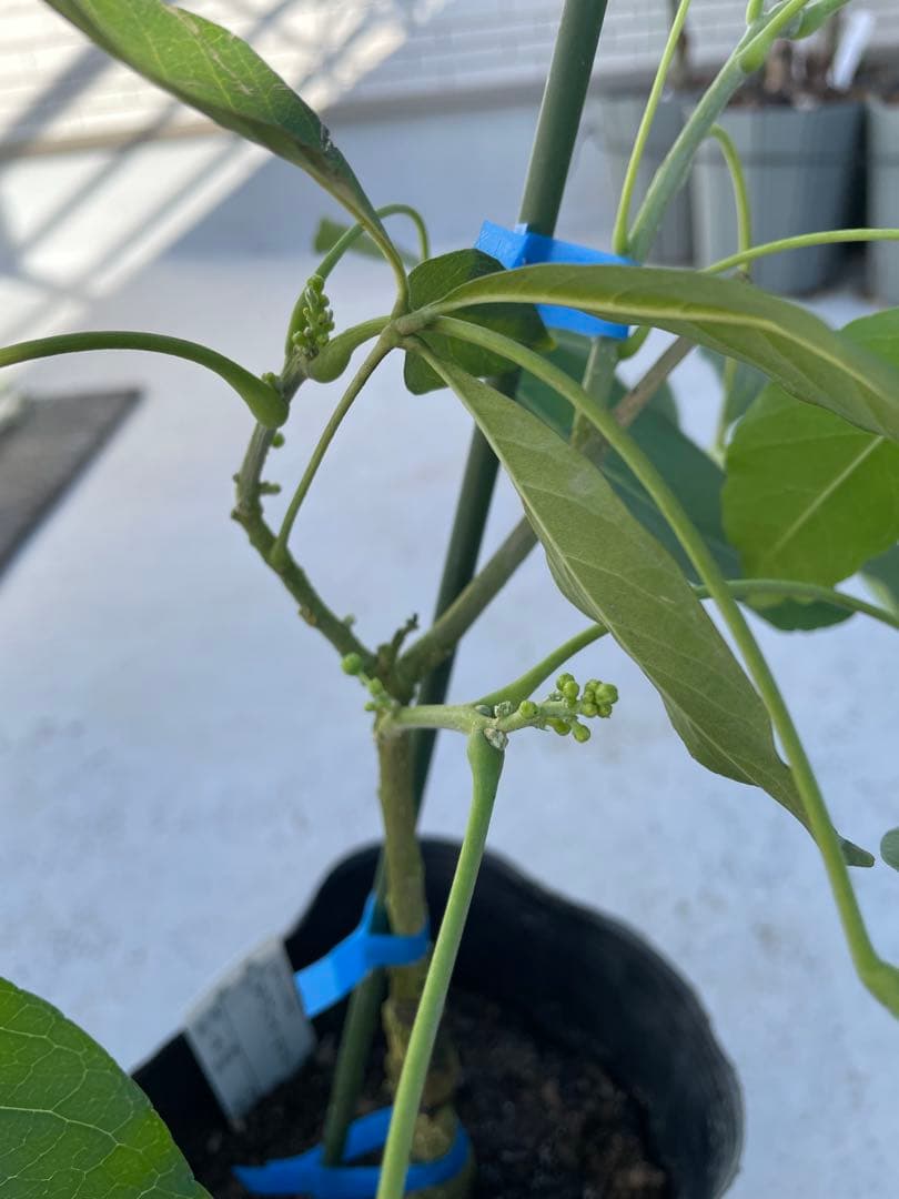 ホワイトサポテ　ルーク　花芽付き