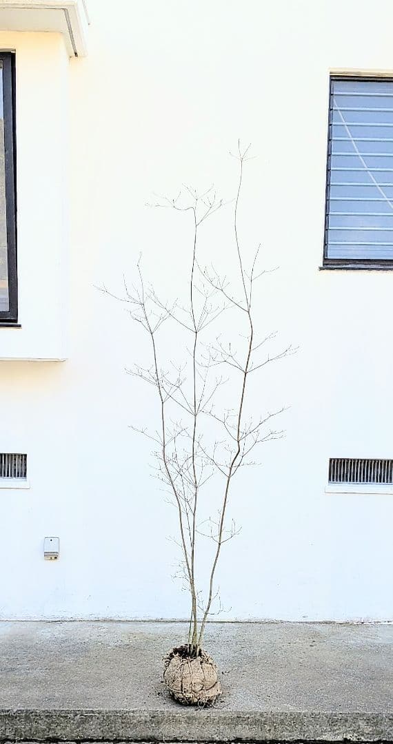 至極。山採りドウダンツツジ。